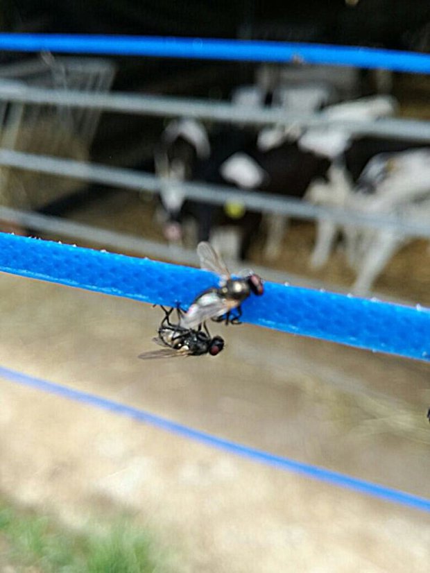 Lepicí páska na mouchy v roli 400 m